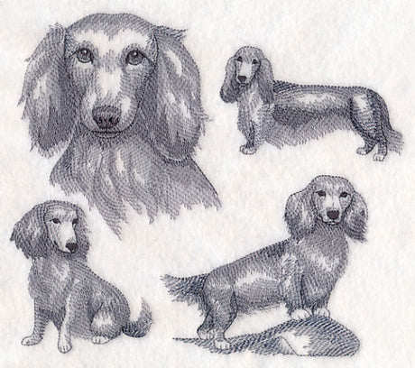 Long-Haired Wiener Dog Sketch