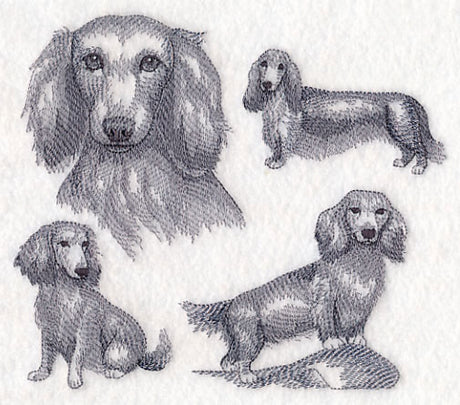 Long-Haired Wiener Dog Sketch