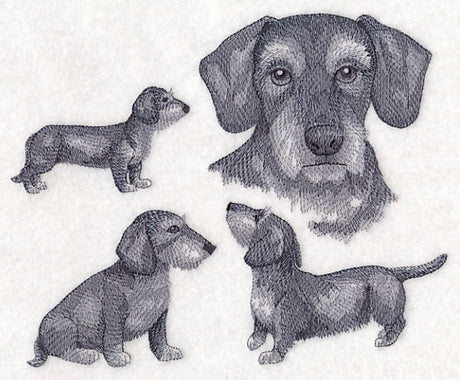 Wire-Haired Wiener Dog Sketch