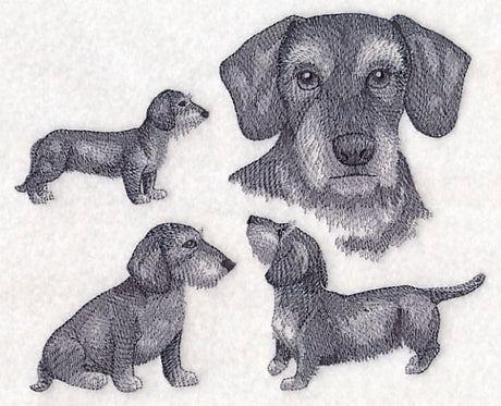 Wire-Haired Wiener Dog Sketch