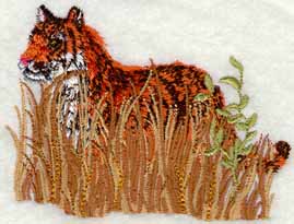 Tiger in Tall Grass