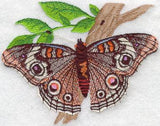 Buckeye Butterfly