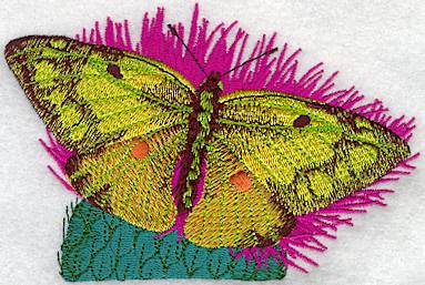 Orange Sulphur Butterfly