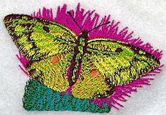 Orange Sulphur Butterfly