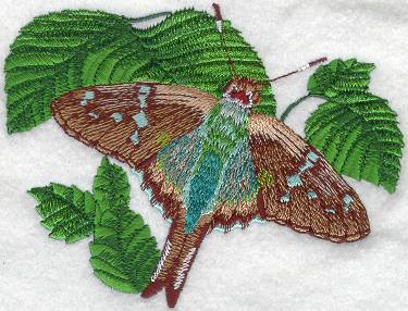 Long Tailed Skipper Butterfly