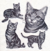American Shorthair Cat Sketch