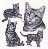 American Shorthair Cat Sketch