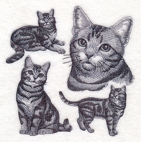 American Shorthair Cat Sketch