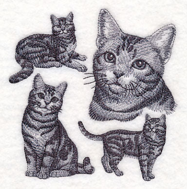 American Shorthair Cat Sketch