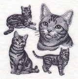 American Shorthair Cat Sketch