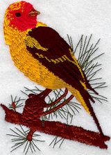 Western Tanager