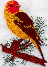 Western Tanager