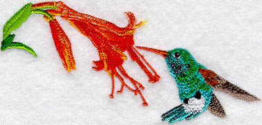 Broad Billed Hummingbird