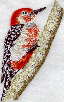 Red Bellied Woodpecker
