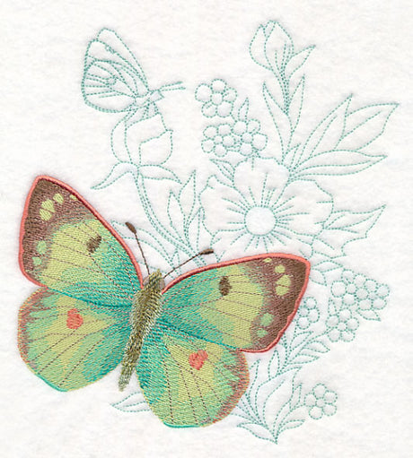 Butterfly Beauty - Colias Hyale