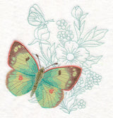 Butterfly Beauty - Colias Hyale