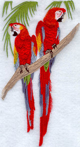 Scarlet Macaw