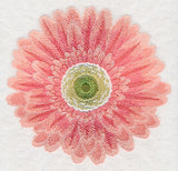 Bursting Bloom Daisy
