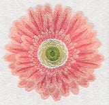 Bursting Bloom Daisy
