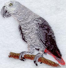 Congo African Grey Parrot