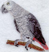 Congo African Grey Parrot