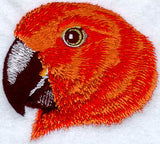 Eclectus Parrot Face