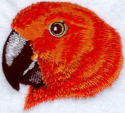 Eclectus Parrot Face