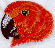Eclectus Parrot Face