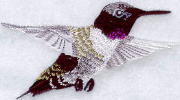 Male Black-Chinned Hummingbird