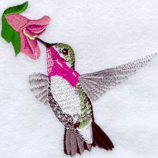 Male Calliope Hummingbird W/Flower