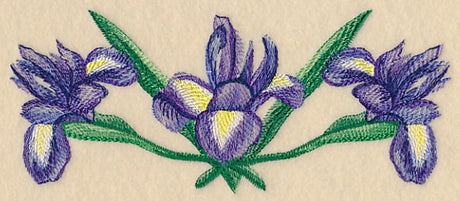 Iris Border in Watercolor