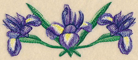 Iris Border in Watercolor