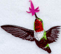 Broad Tailed Male Hummingbird