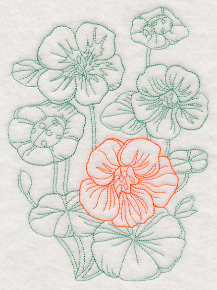 Garden Nasturtium Etching