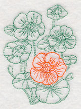 Garden Nasturtium Etching