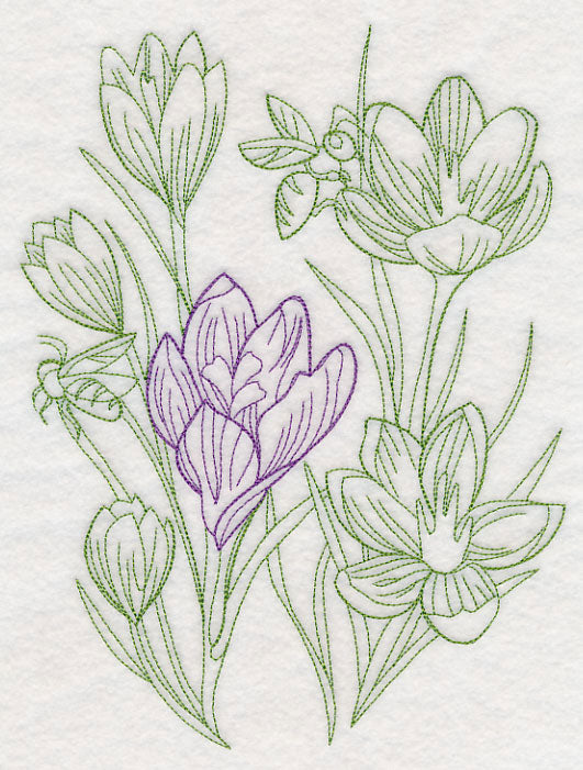 Garden Crocus Etching