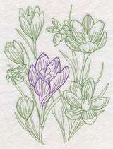 Garden Crocus Etching