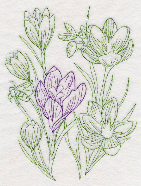 Garden Crocus Etching