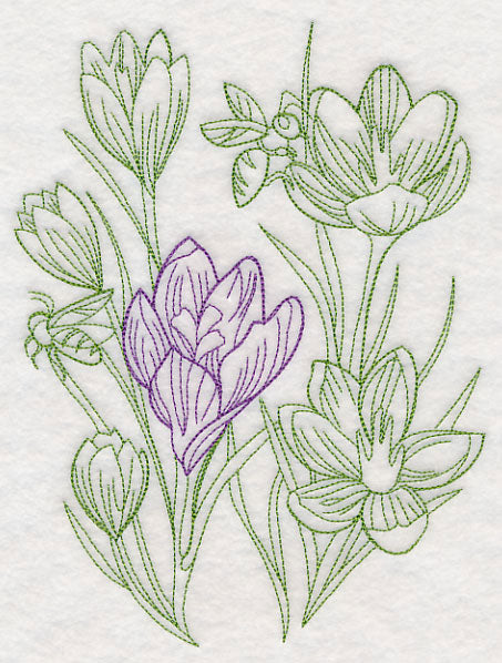 Garden Crocus Etching