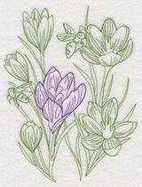 Garden Crocus Etching
