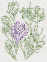 Garden Crocus Etching