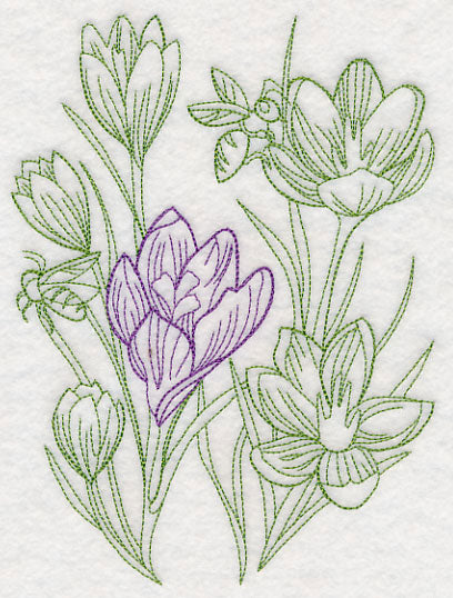 Garden Crocus Etching