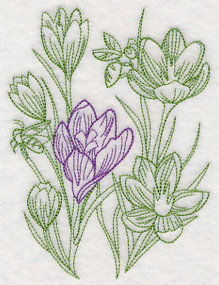 Garden Crocus Etching