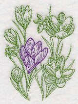 Garden Crocus Etching