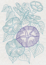 Garden Morning Glory Etching