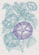 Garden Morning Glory Etching