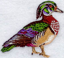 Wood Duck