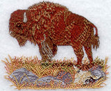 American Bison