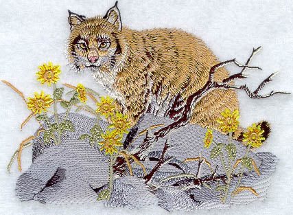 Bobcat
