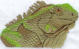 Green Iguana Head
